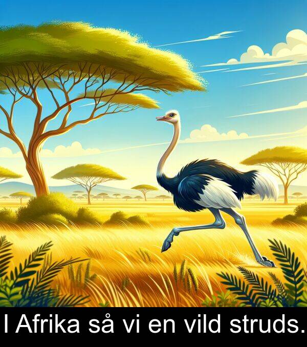 vild: I Afrika så vi en vild struds.