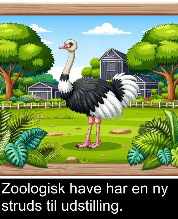 have: Zoologisk have har en ny struds til udstilling.