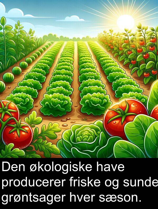 have: Den økologiske have producerer friske og sunde grøntsager hver sæson.