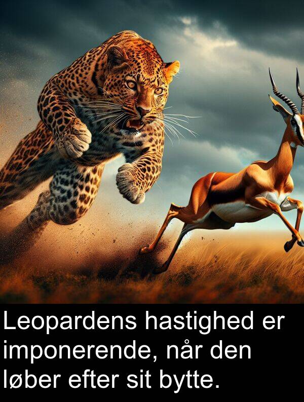 efter: Leopardens hastighed er imponerende, når den løber efter sit bytte.