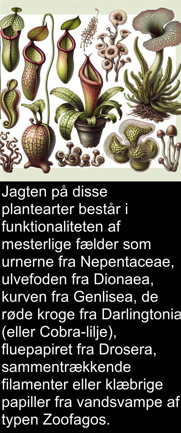 fælder: Jagten på disse plantearter består i funktionaliteten af mesterlige fælder som urnerne fra Nepentaceae, ulvefoden fra Dionaea, kurven fra Genlisea, de røde kroge fra Darlingtonia (eller Cobra-lilje), fluepapiret fra Drosera, sammentrækkende filamenter eller klæbrige papiller fra vandsvampe af typen Zoofagos.