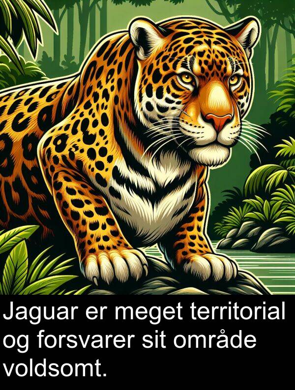 område: Jaguar er meget territorial og forsvarer sit område voldsomt.