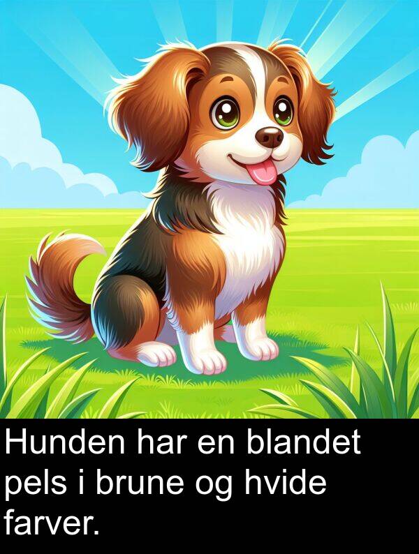 farver: Hunden har en blandet pels i brune og hvide farver.