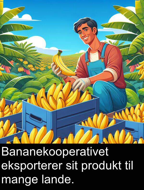 mange: Bananekooperativet eksporterer sit produkt til mange lande.