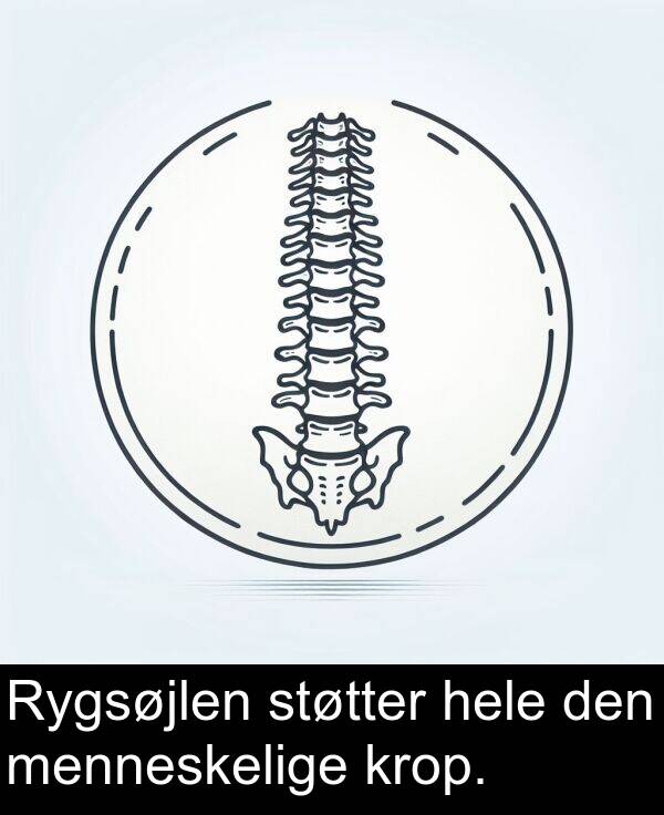 hele: Rygsøjlen støtter hele den menneskelige krop.