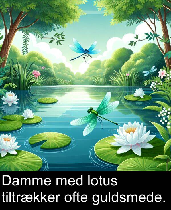 ofte: Damme med lotus tiltrækker ofte guldsmede.