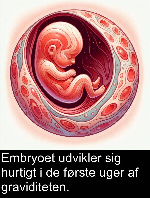 første: Embryoet udvikler sig hurtigt i de første uger af graviditeten.