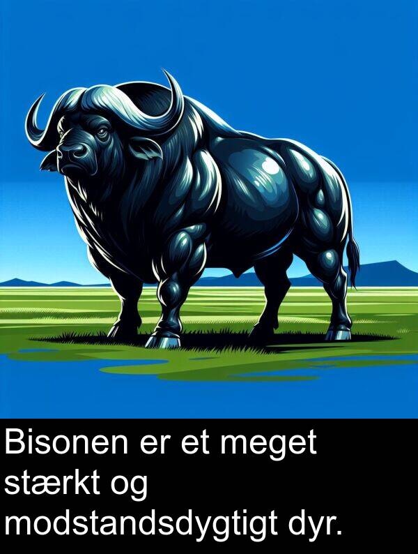 dyr: Bisonen er et meget stærkt og modstandsdygtigt dyr.