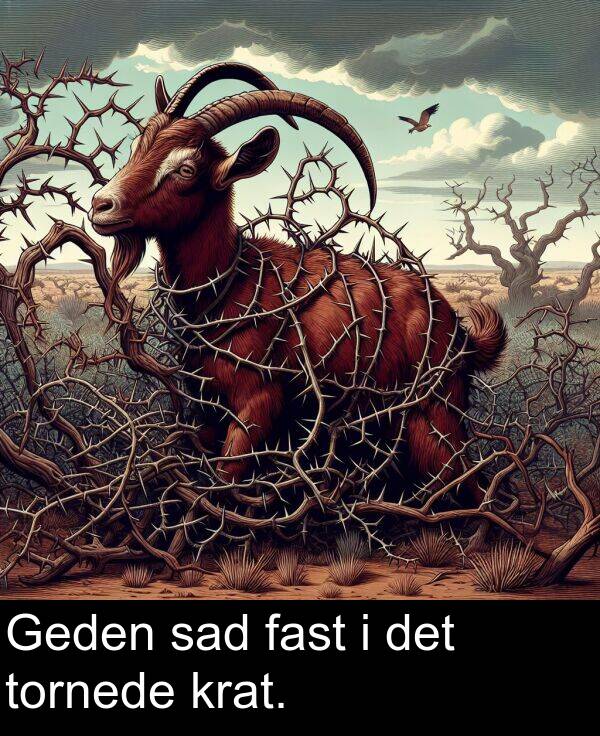 fast: Geden sad fast i det tornede krat.