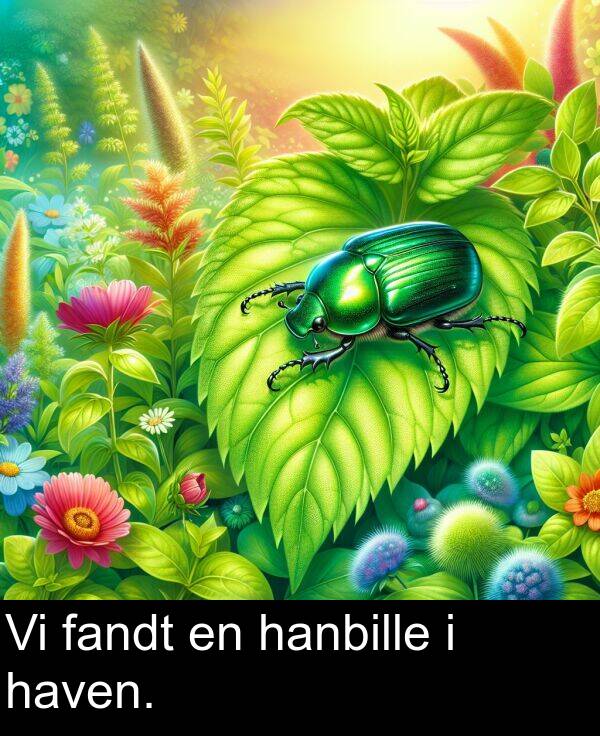 fandt: Vi fandt en hanbille i haven.