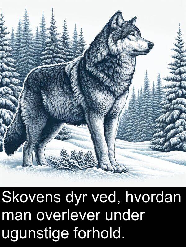 man: Skovens dyr ved, hvordan man overlever under ugunstige forhold.