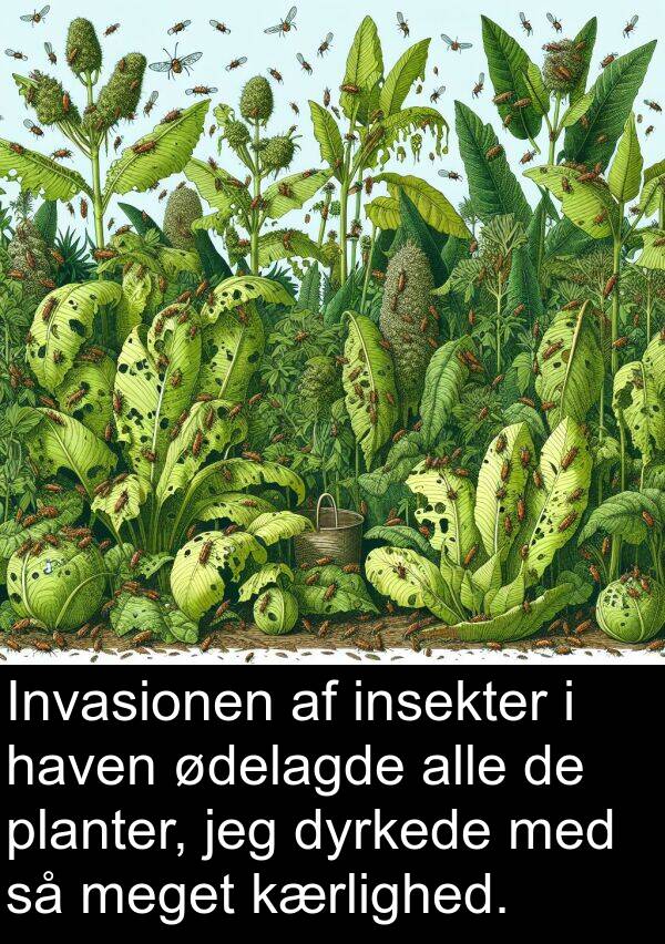 haven: Invasionen af insekter i haven ødelagde alle de planter, jeg dyrkede med så meget kærlighed.