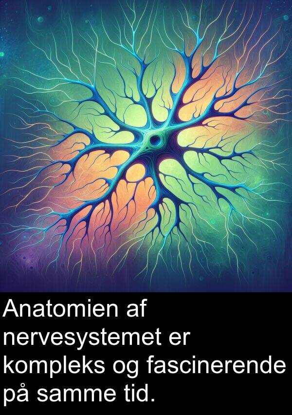 fascinerende: Anatomien af nervesystemet er kompleks og fascinerende på samme tid.