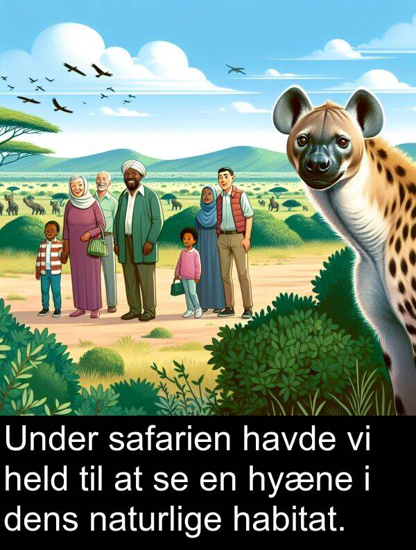 held: Under safarien havde vi held til at se en hyæne i dens naturlige habitat.