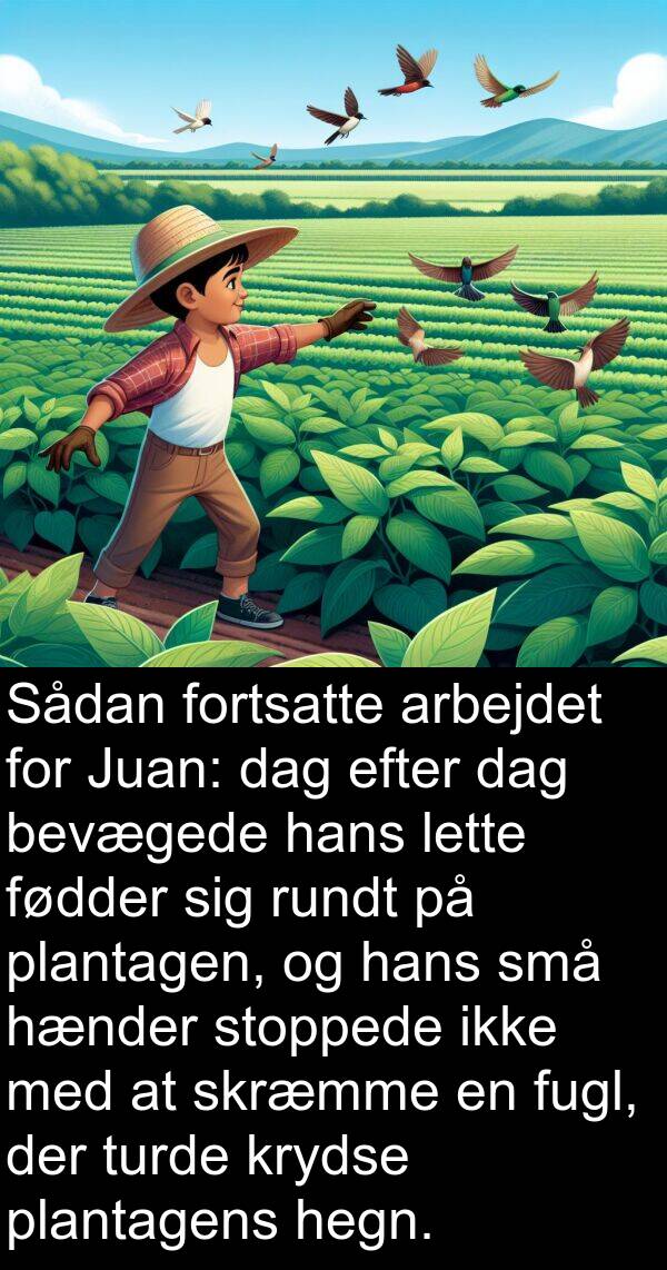 lette: Sådan fortsatte arbejdet for Juan: dag efter dag bevægede hans lette fødder sig rundt på plantagen, og hans små hænder stoppede ikke med at skræmme en fugl, der turde krydse plantagens hegn.