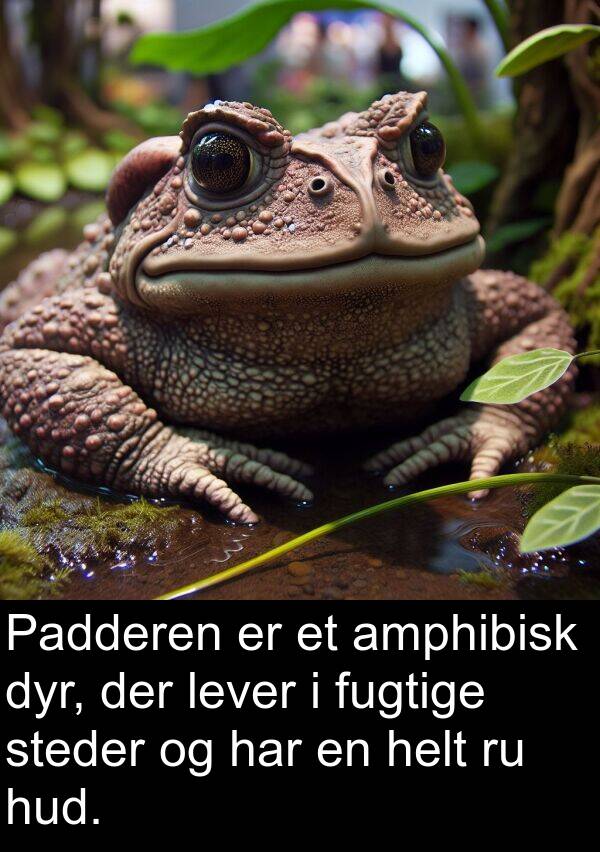 fugtige: Padderen er et amphibisk dyr, der lever i fugtige steder og har en helt ru hud.