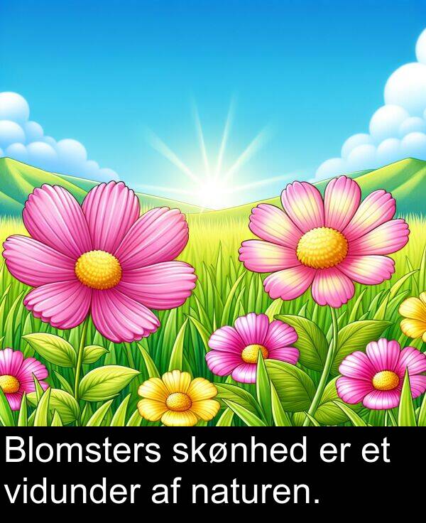 naturen: Blomsters skønhed er et vidunder af naturen.