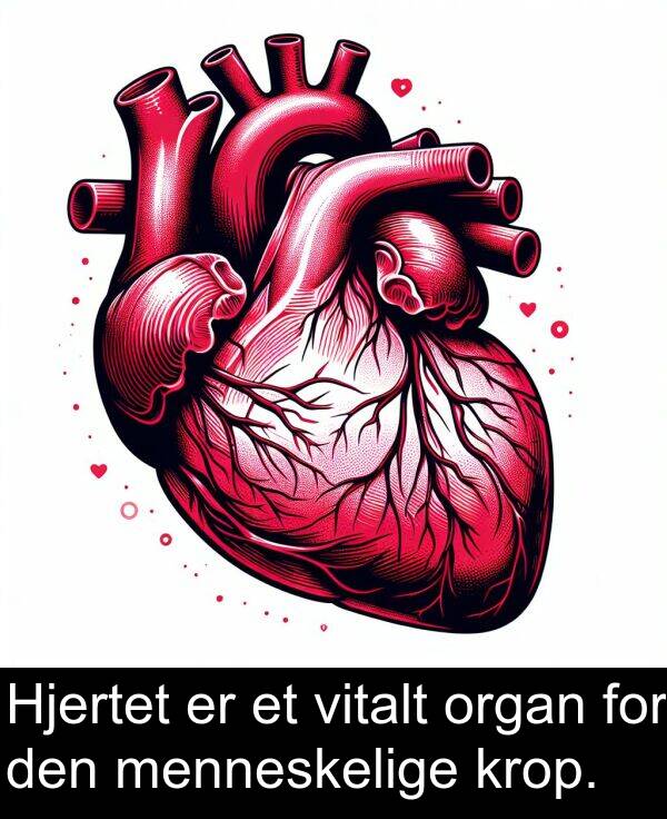 menneskelige: Hjertet er et vitalt organ for den menneskelige krop.