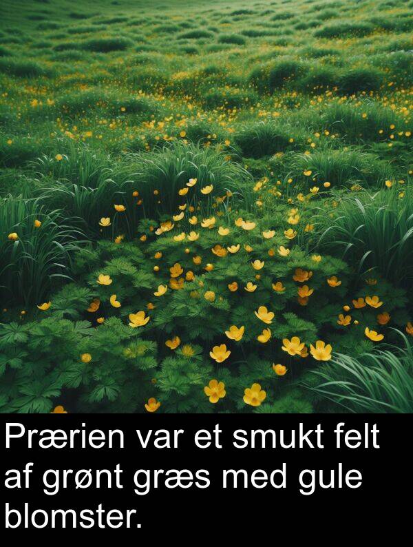 blomster: Prærien var et smukt felt af grønt græs med gule blomster.