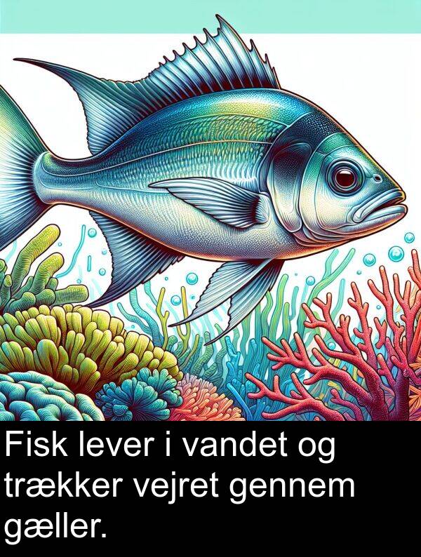 vandet: Fisk lever i vandet og trækker vejret gennem gæller.