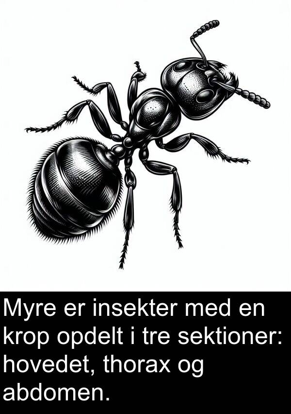 krop: Myre er insekter med en krop opdelt i tre sektioner: hovedet, thorax og abdomen.