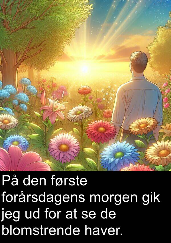 haver: På den første forårsdagens morgen gik jeg ud for at se de blomstrende haver.