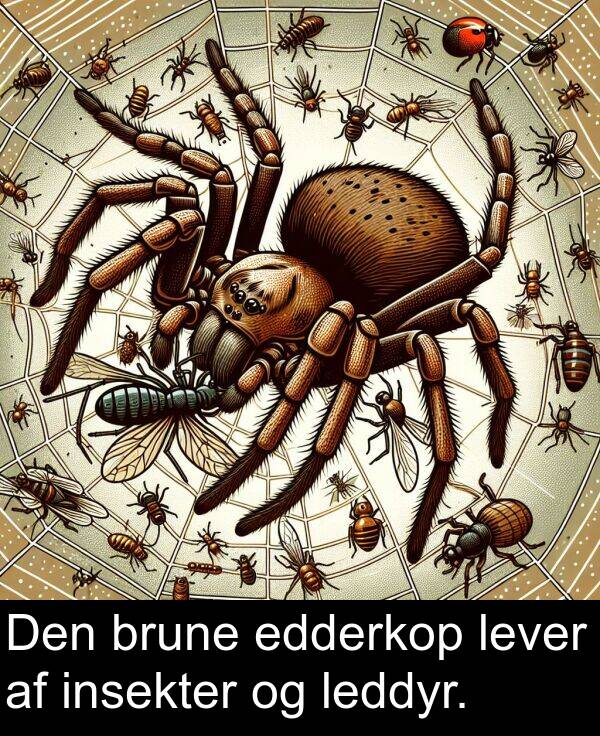 brune: Den brune edderkop lever af insekter og leddyr.