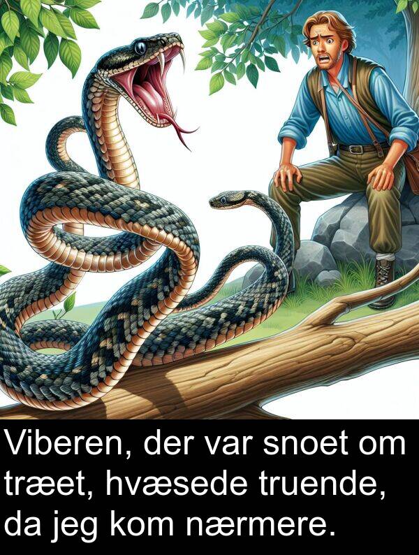 hvæsede: Viberen, der var snoet om træet, hvæsede truende, da jeg kom nærmere.