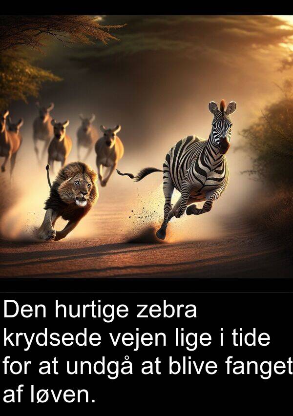 fanget: Den hurtige zebra krydsede vejen lige i tide for at undgå at blive fanget af løven.