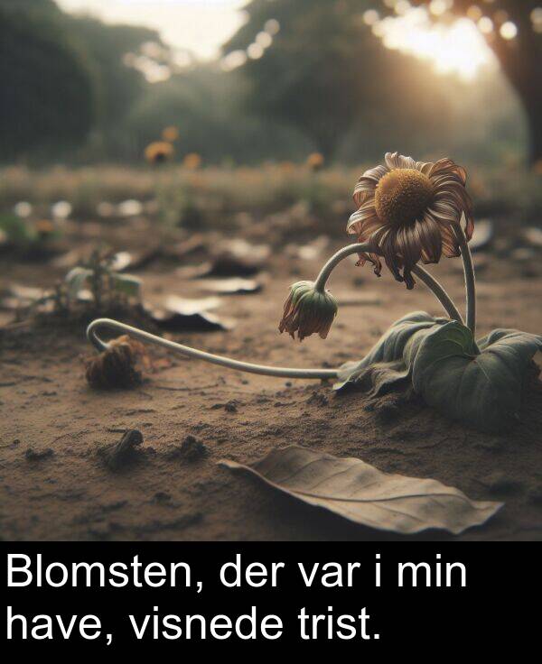 var: Blomsten, der var i min have, visnede trist.