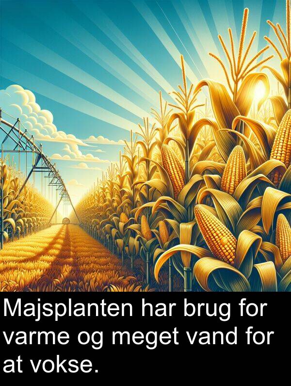 vand: Majsplanten har brug for varme og meget vand for at vokse.