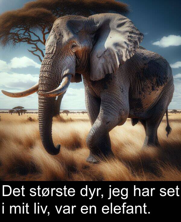 mit: Det største dyr, jeg har set i mit liv, var en elefant.