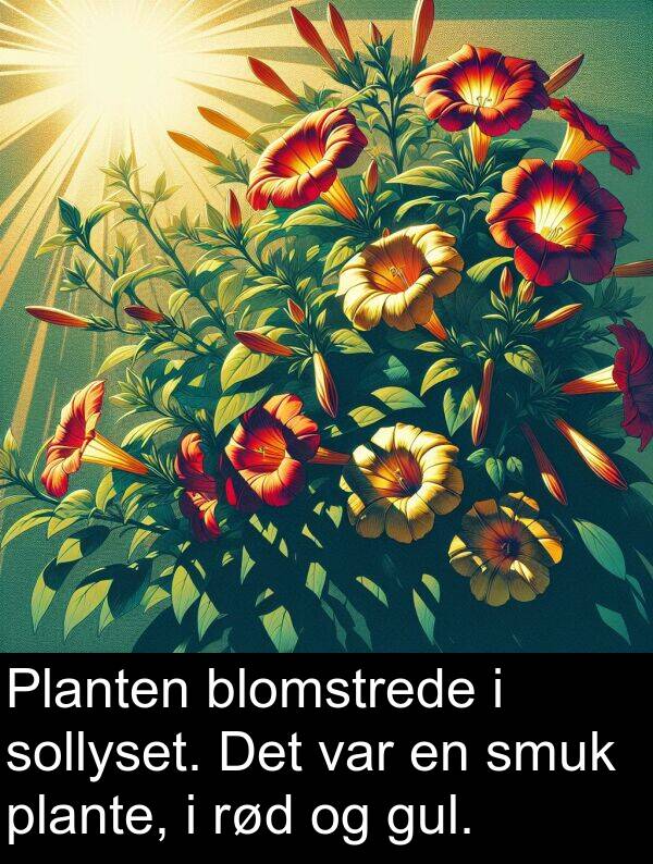 sollyset: Planten blomstrede i sollyset. Det var en smuk plante, i rød og gul.