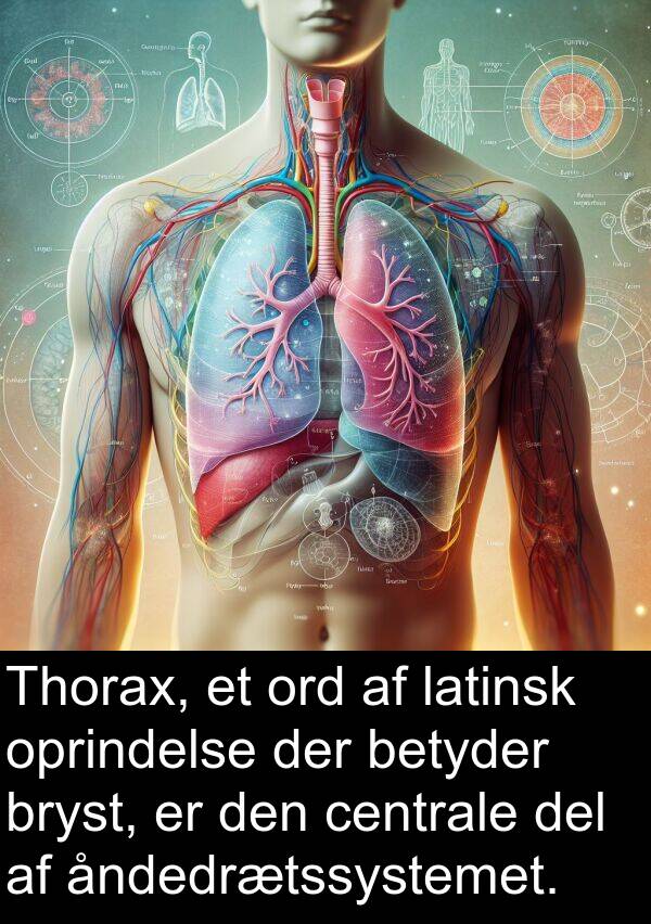 centrale: Thorax, et ord af latinsk oprindelse der betyder bryst, er den centrale del af åndedrætssystemet.