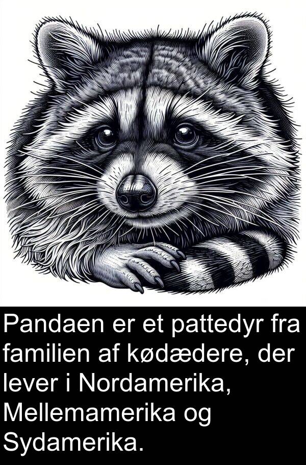 familien: Pandaen er et pattedyr fra familien af kødædere, der lever i Nordamerika, Mellemamerika og Sydamerika.