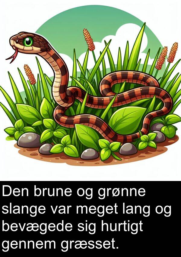 lang: Den brune og grønne slange var meget lang og bevægede sig hurtigt gennem græsset.