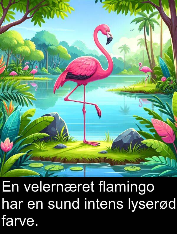 farve: En velernæret flamingo har en sund intens lyserød farve.