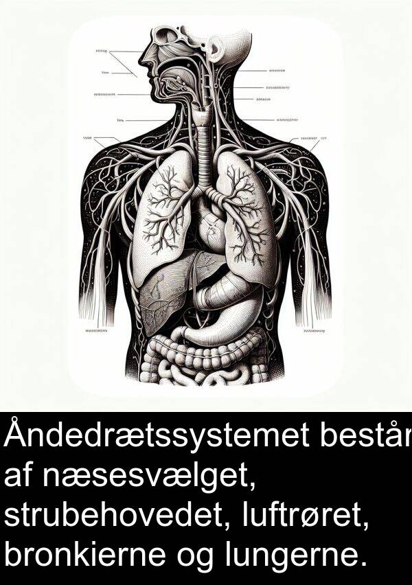 strubehovedet: Åndedrætssystemet består af næsesvælget, strubehovedet, luftrøret, bronkierne og lungerne.