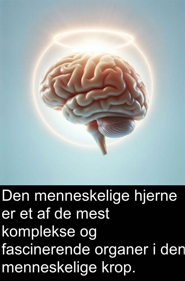 fascinerende: Den menneskelige hjerne er et af de mest komplekse og fascinerende organer i den menneskelige krop.