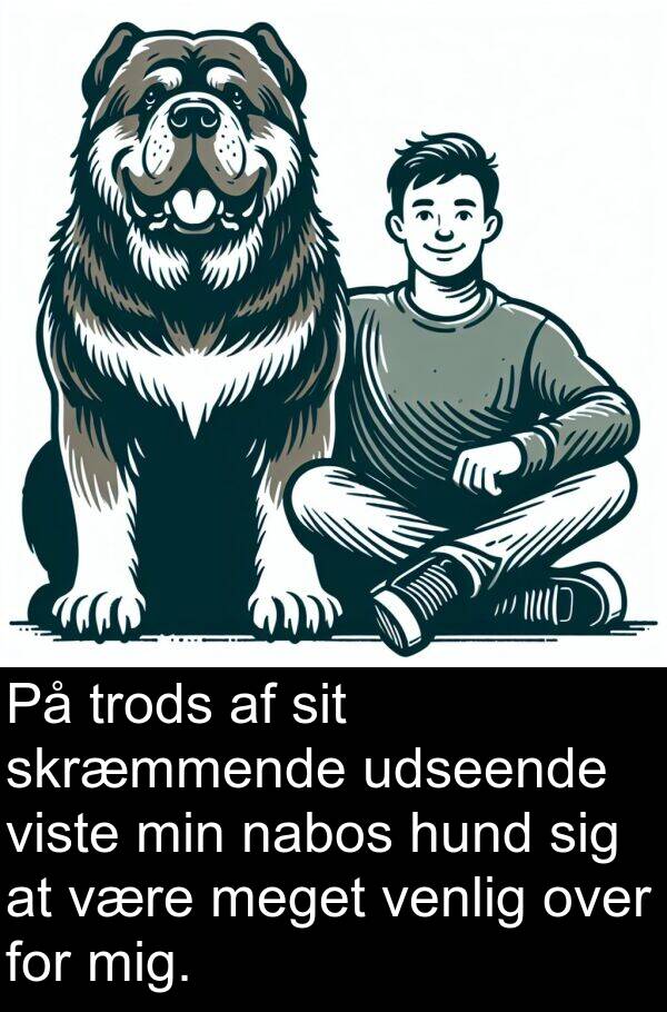 venlig: På trods af sit skræmmende udseende viste min nabos hund sig at være meget venlig over for mig.