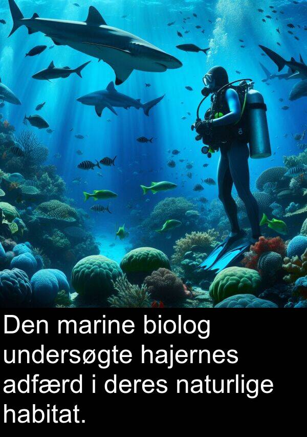 marine: Den marine biolog undersøgte hajernes adfærd i deres naturlige habitat.