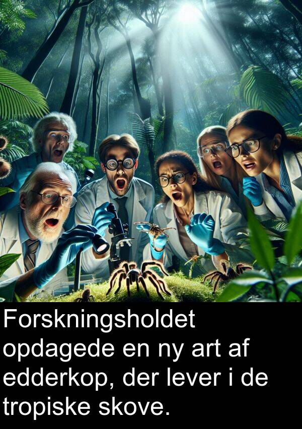 opdagede: Forskningsholdet opdagede en ny art af edderkop, der lever i de tropiske skove.