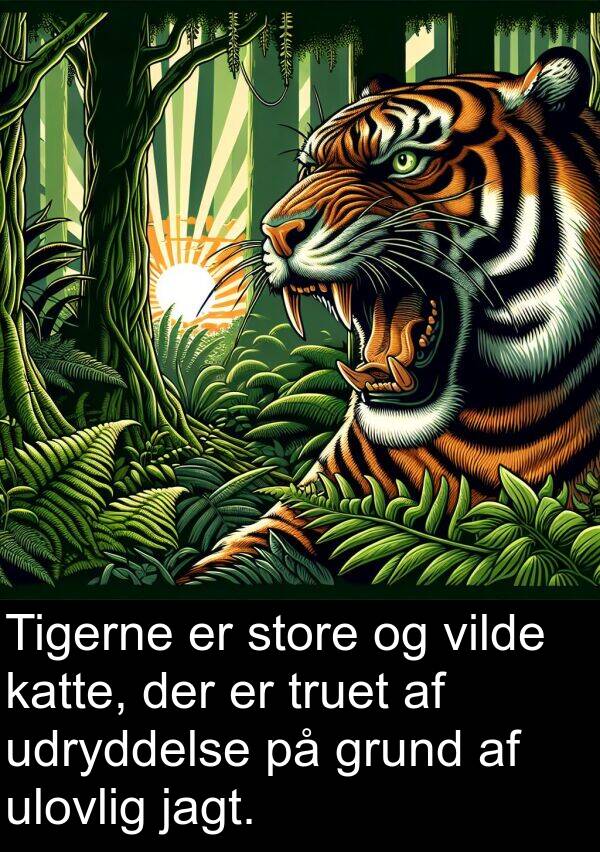 katte: Tigerne er store og vilde katte, der er truet af udryddelse på grund af ulovlig jagt.