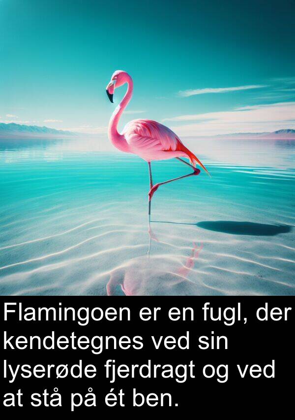 fjerdragt: Flamingoen er en fugl, der kendetegnes ved sin lyserøde fjerdragt og ved at stå på ét ben.