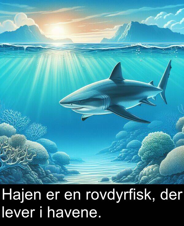 havene: Hajen er en rovdyrfisk, der lever i havene.