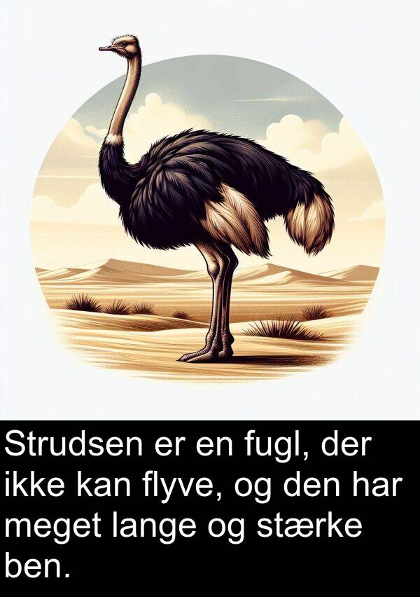 lange: Strudsen er en fugl, der ikke kan flyve, og den har meget lange og stærke ben.