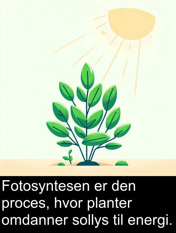 omdanner: Fotosyntesen er den proces, hvor planter omdanner sollys til energi.