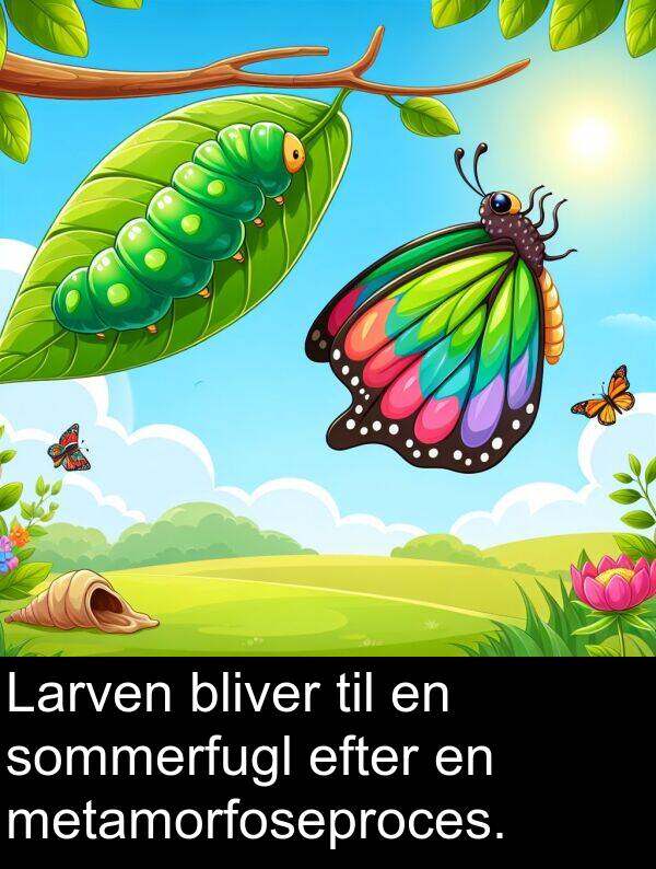 efter: Larven bliver til en sommerfugl efter en metamorfoseproces.