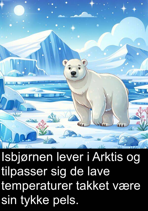 pels: Isbjørnen lever i Arktis og tilpasser sig de lave temperaturer takket være sin tykke pels.