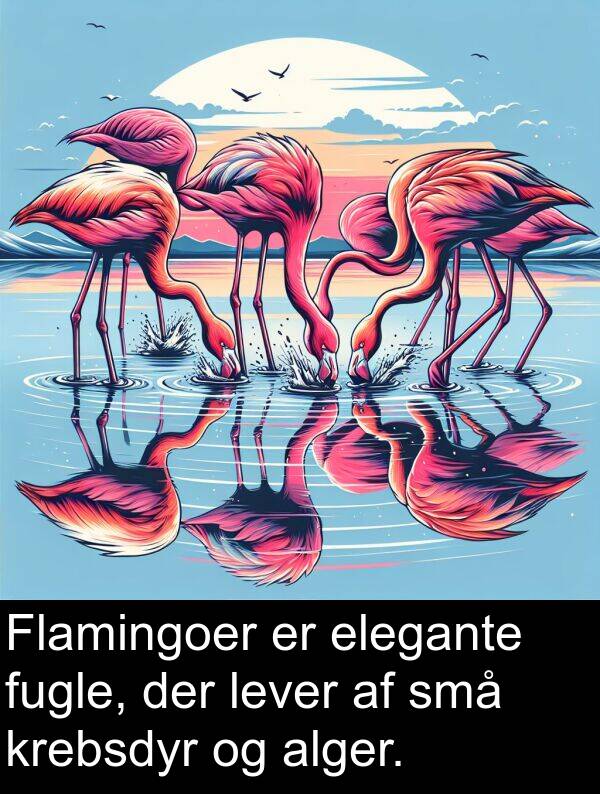 elegante: Flamingoer er elegante fugle, der lever af små krebsdyr og alger.